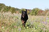 BEAUCERON 167